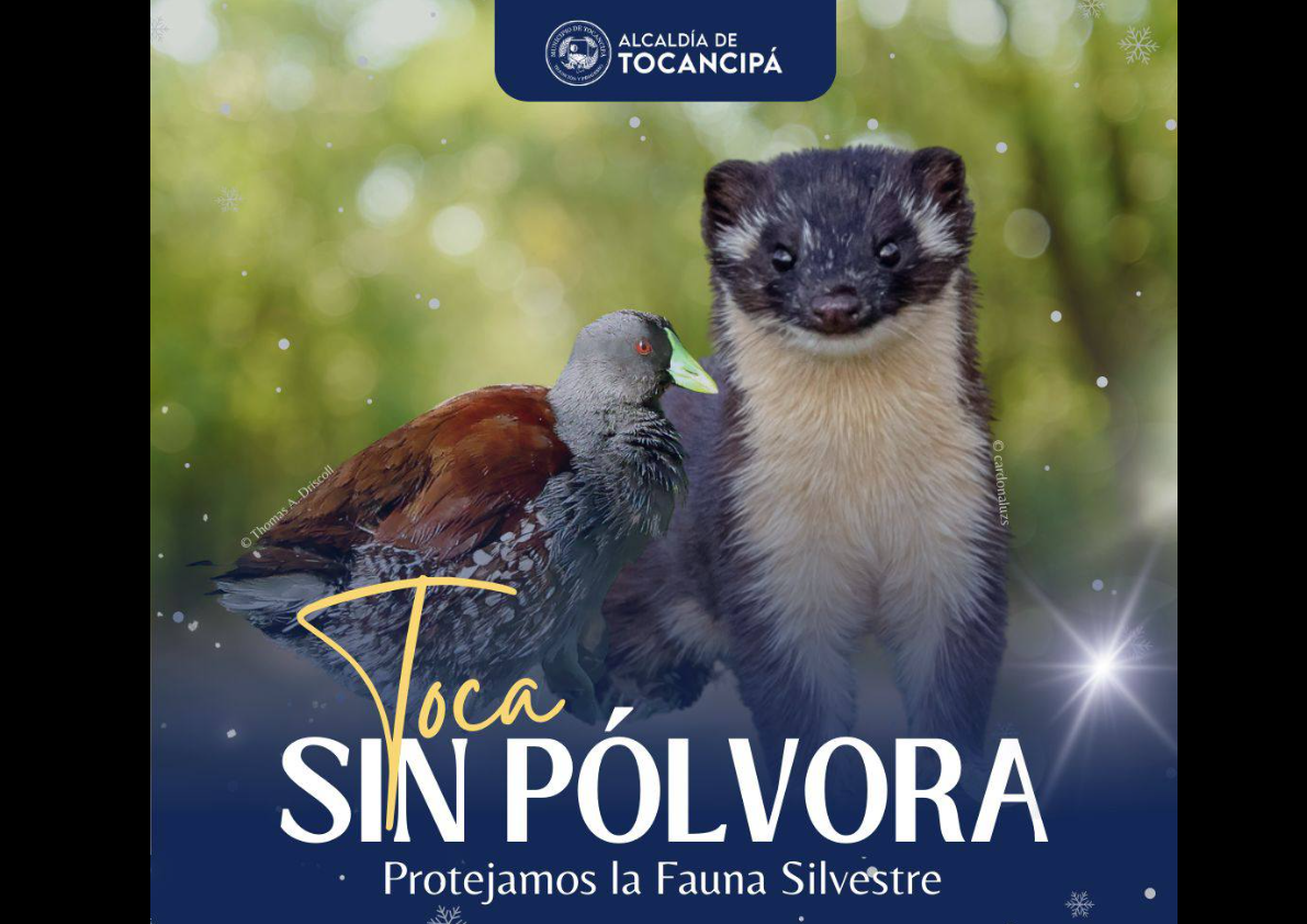 Llamado a celebrar diciembre sin pólvora en favor de la fauna silvestre