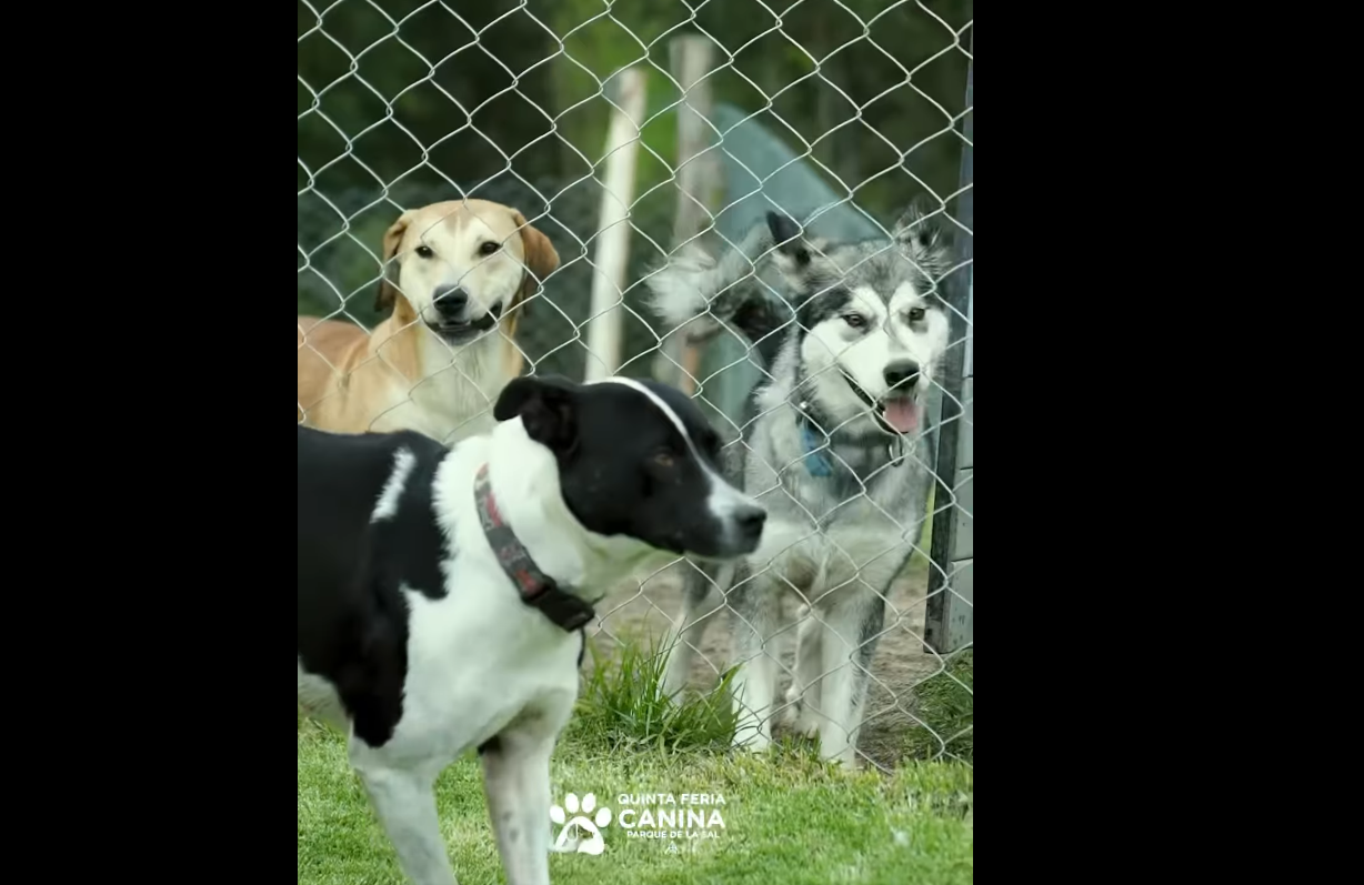 Fundaciones de Zipaquirá reciben apoyo para más de 300 animales rescatados + Video