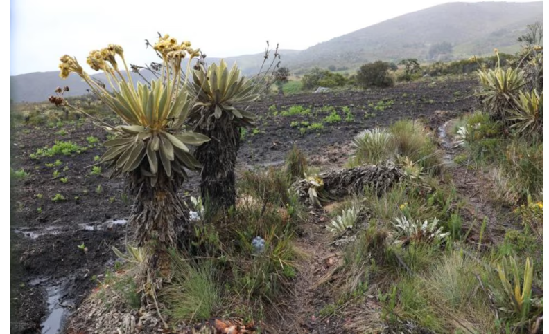 Grave ecocidio en Boyacá: destruyen más de 240 frailejones en páramos protegidos