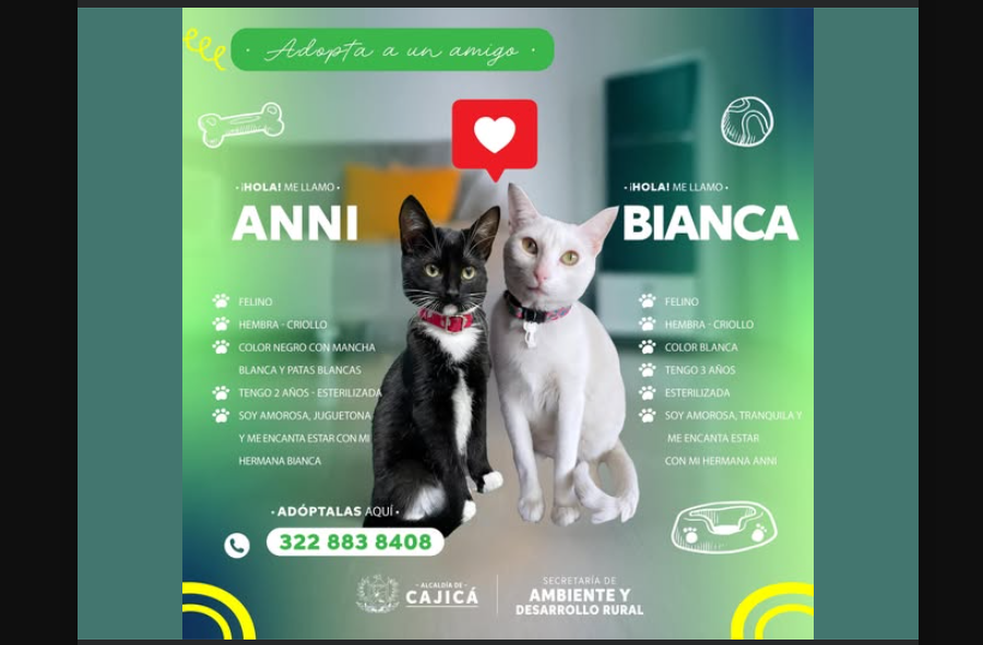 Adorables gaticas buscan un hogar lleno de amor