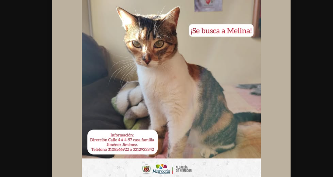 Búsqueda de Melina, Gata Perdida