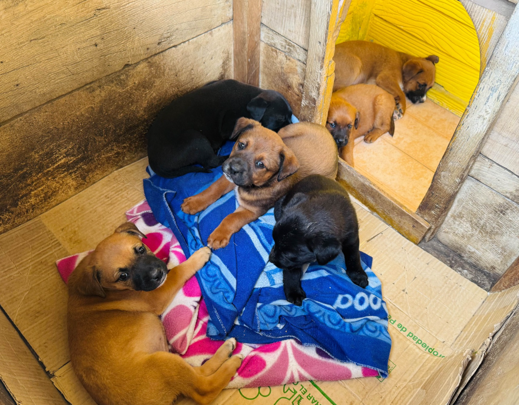 |Protección y refugio| para |animales en condición de calle|