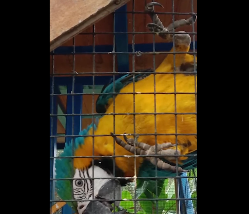 |Rescatan| guacamaya en San Francisco, |Cundinamarca|, tras |denuncia ciudadana| + Video