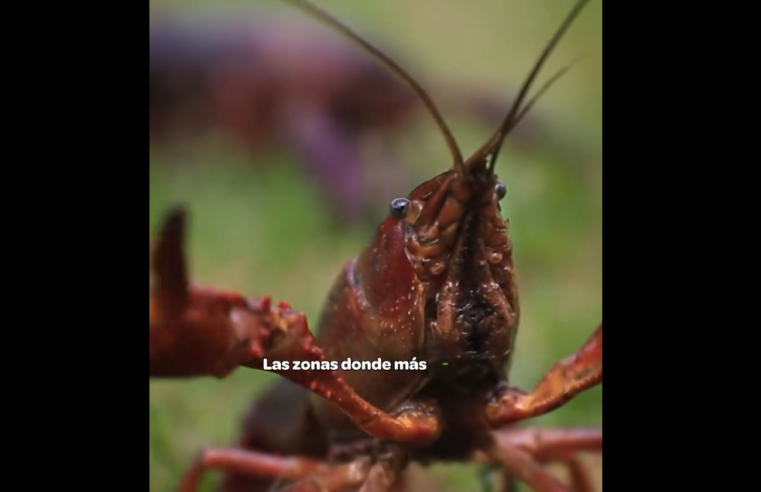 |Alerta| por el |cangrejo rojo americano|: un peligro para la salud + Video
