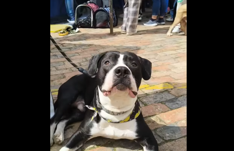 |Zipaquirá| inicia jornadas masivas de esterilización para |perros| y |gatos| + Video
