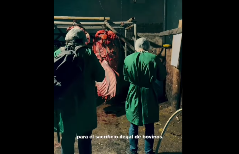 Autoridades actúan frente a matadero clandestino en |Zipaquirá| + Video