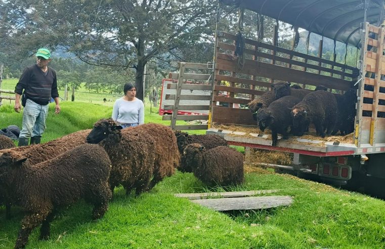|Cucunubá| fortalece su tradición artesanal con entrega de |ovejas| de |raza Mora Colombiana|