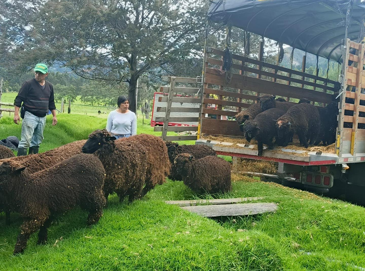 |Cucunubá| fortalece su tradición artesanal con entrega de |ovejas| de |raza Mora Colombiana|