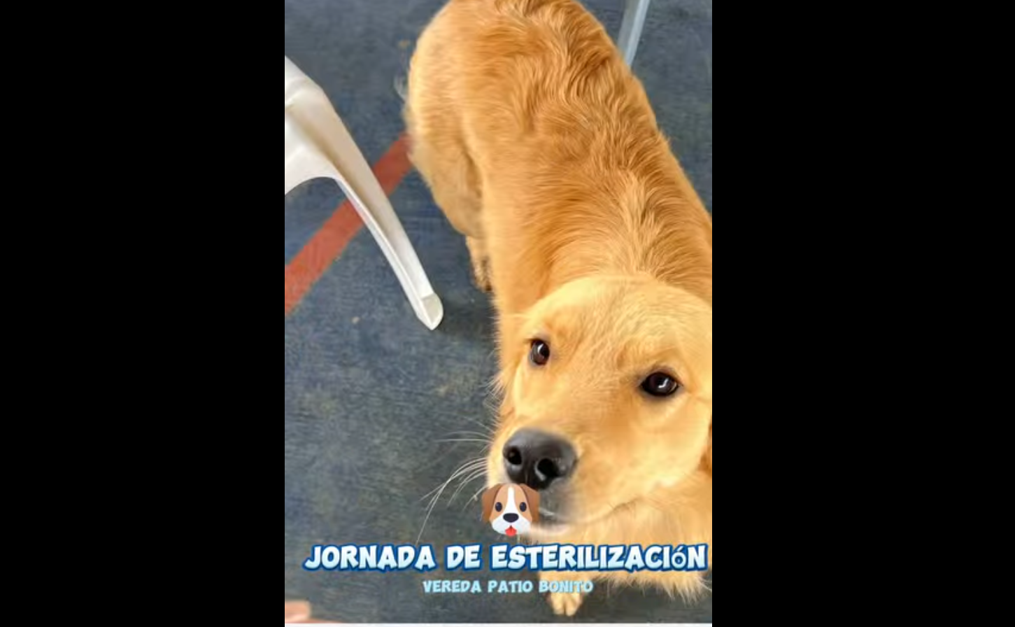 Más de |100 esterilizaciones| gratuitas en zonas rurales de |Nemocón| fortalecen el bienestar animal