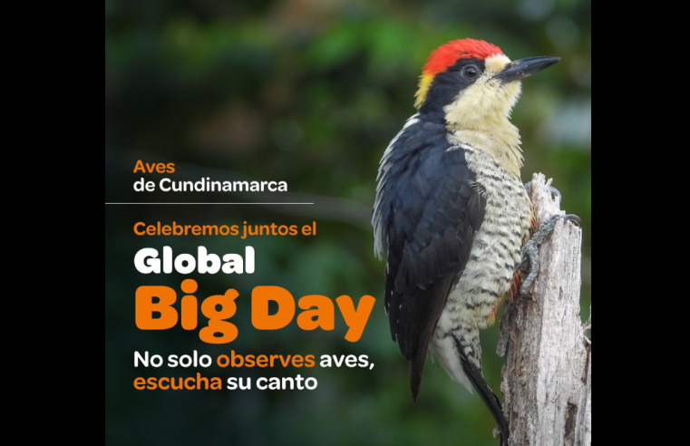 Global Big Day con 17 puntos de avistamiento de aves