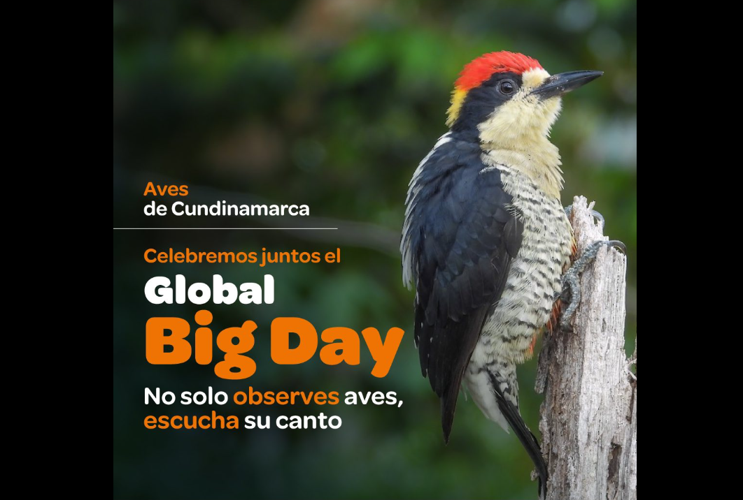 Global Big Day con 17 puntos de avistamiento de aves