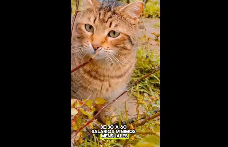 |Nemocón| refuerza su compromiso contra el |maltrato animal| tras casos en vereda Astorga + Video