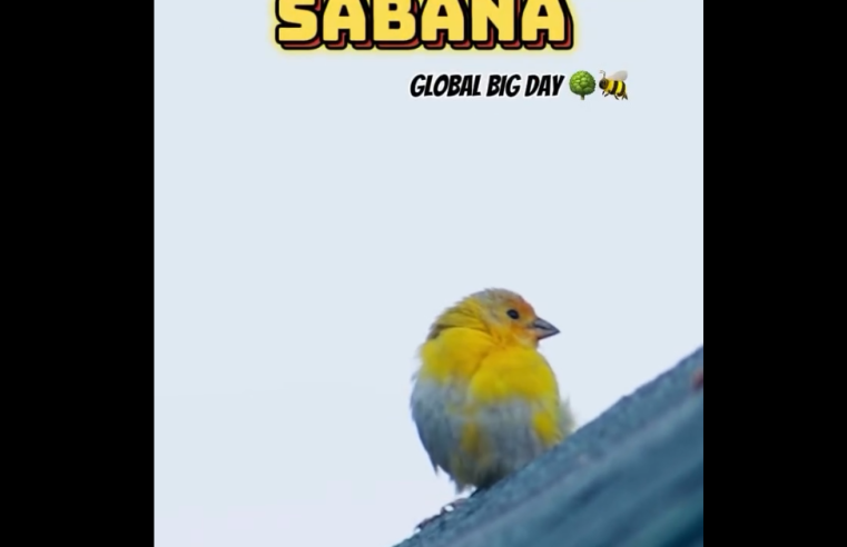 Ciudadanos participaron en jornada de avistamiento de aves en el |Ecoparque Sabana|