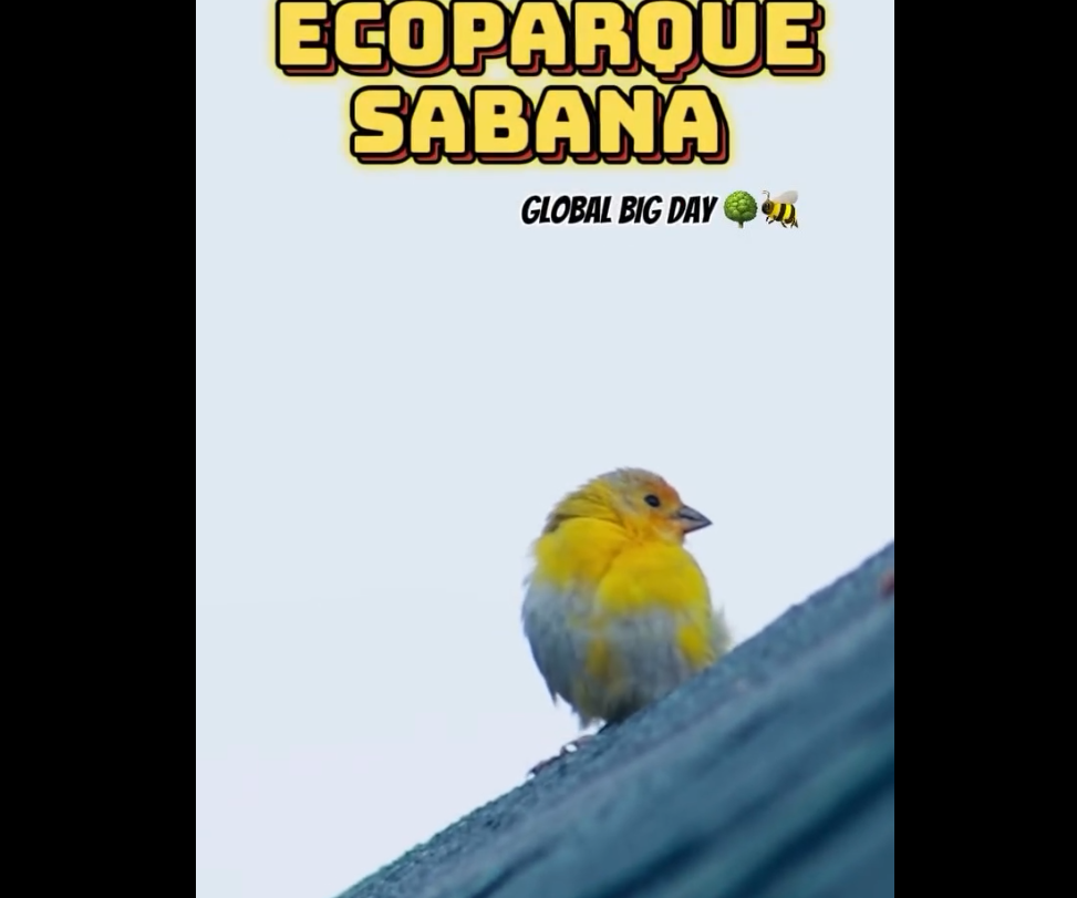 Ciudadanos participaron en jornada de avistamiento de aves en el |Ecoparque Sabana|