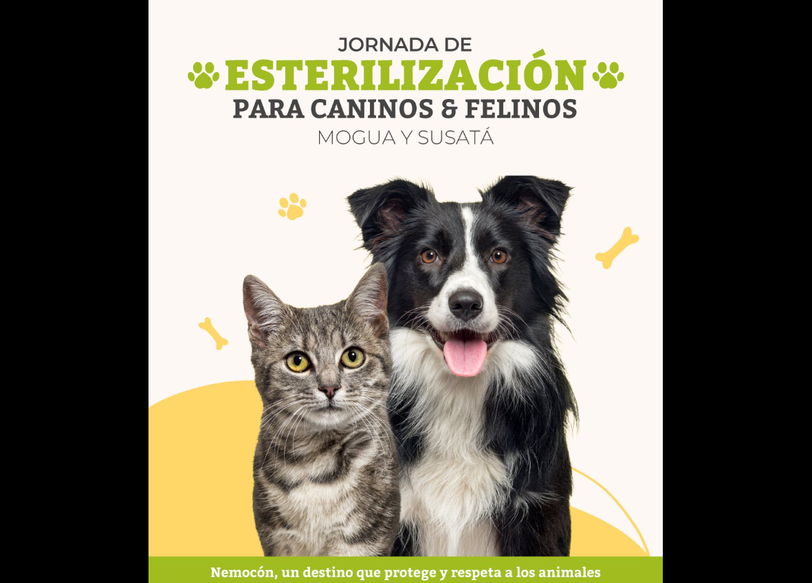 |Nemocón| promueve el bienestar animal con |jornada de esterilización| en Mogua y Susatá
