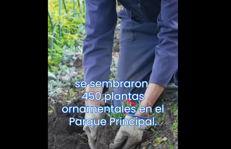 Parque Principal de |Sopó| se embellece con la siembra de 450 plantas ornamentales