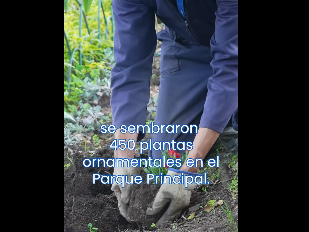 Parque Principal de |Sopó| se embellece con la siembra de 450 plantas ornamentales