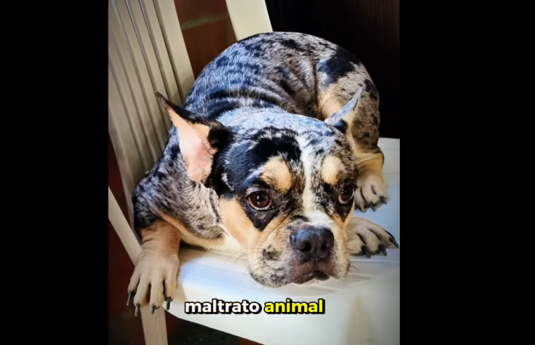 |Zipaquirá| refuerza su compromiso con el |bienestar animal| con nuevo rescate canino + Video