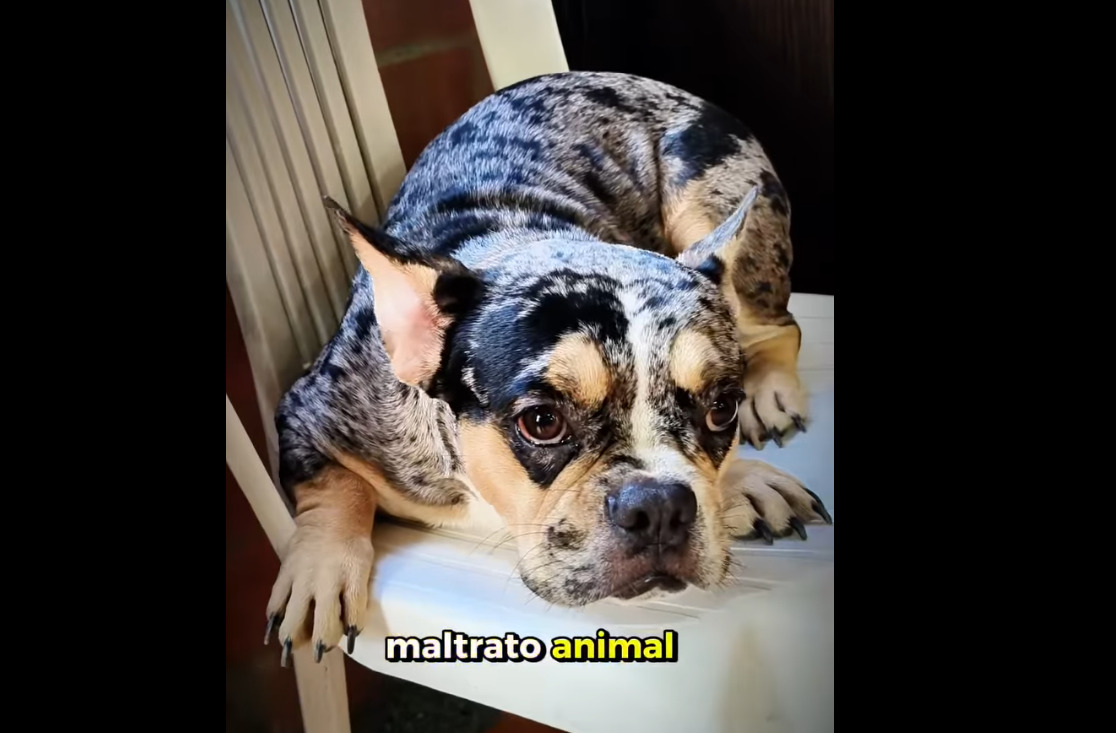 |Zipaquirá| refuerza su compromiso con el |bienestar animal| con nuevo rescate canino + Video
