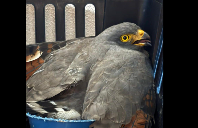 Recuperan aves silvestres para su |rehabilitación| y liberación en |Cundinamarca|