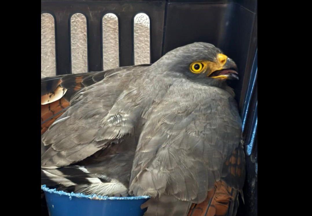 Recuperan aves silvestres para su |rehabilitación| y liberación en |Cundinamarca|