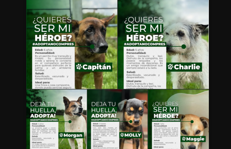 |Perritos| en busca de un hogar: |adopción responsable| en el municipio de |Tenjo|