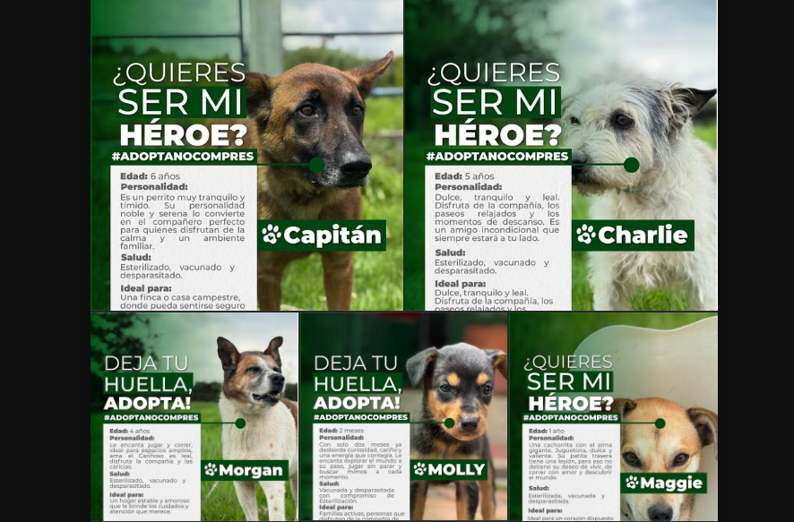 |Perritos| en busca de un hogar: |adopción responsable| en el municipio de |Tenjo|