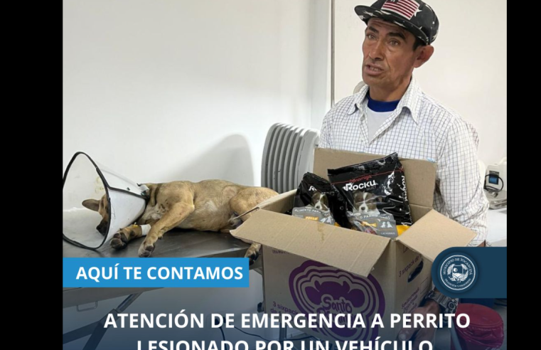 Atención oportuna salva la vida de cachorro herido en |Tocancipá|