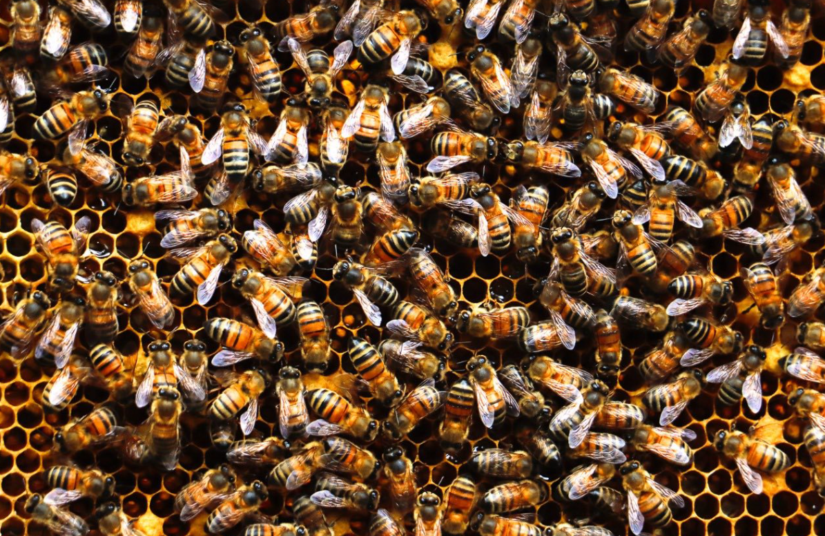 La |CAR| conmemora el Día Mundial de las Abejas reafirmando su compromiso con la protección de estos polinizadores