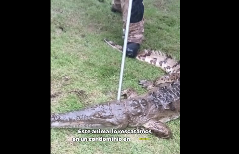|Caimán| rescatado en |Ricaurte| regresa a su hábitat natural + Video