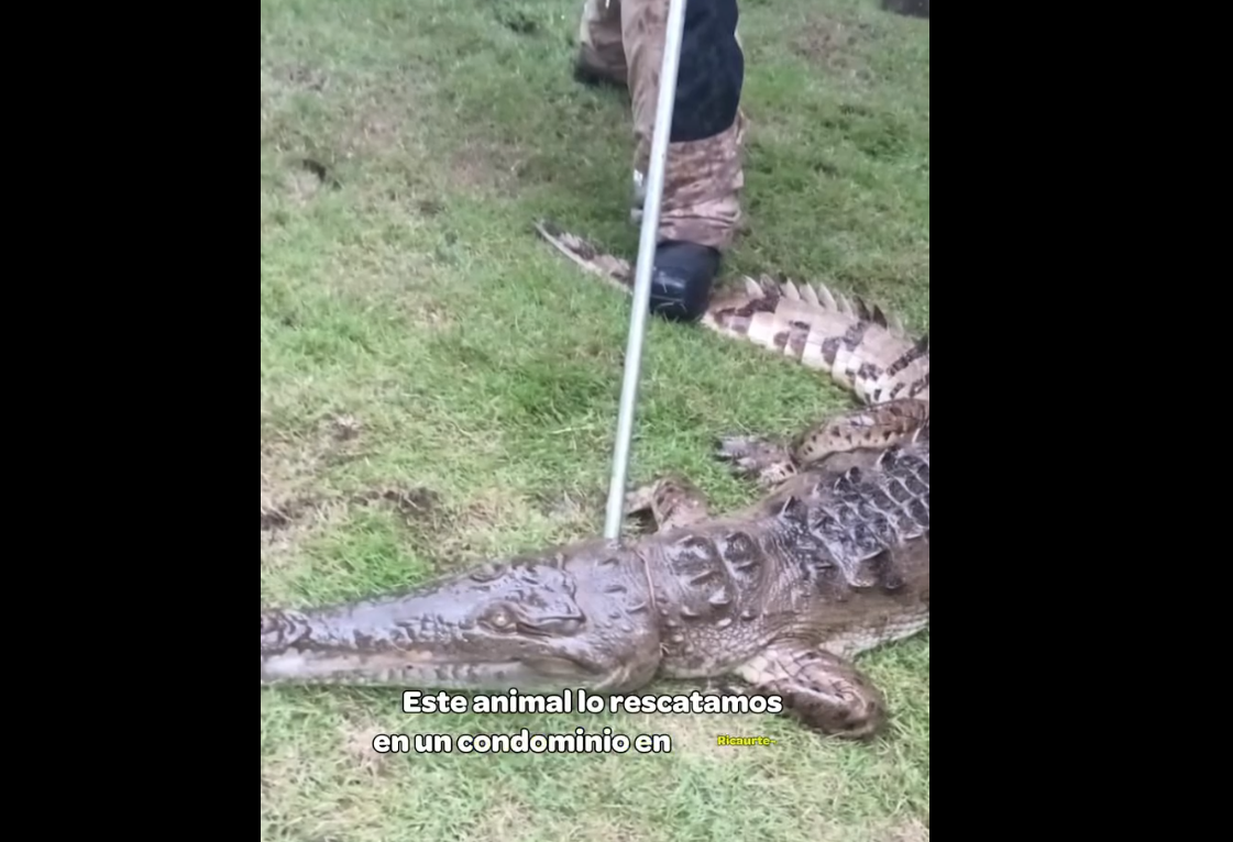 |Caimán| rescatado en |Ricaurte| regresa a su hábitat natural + Video