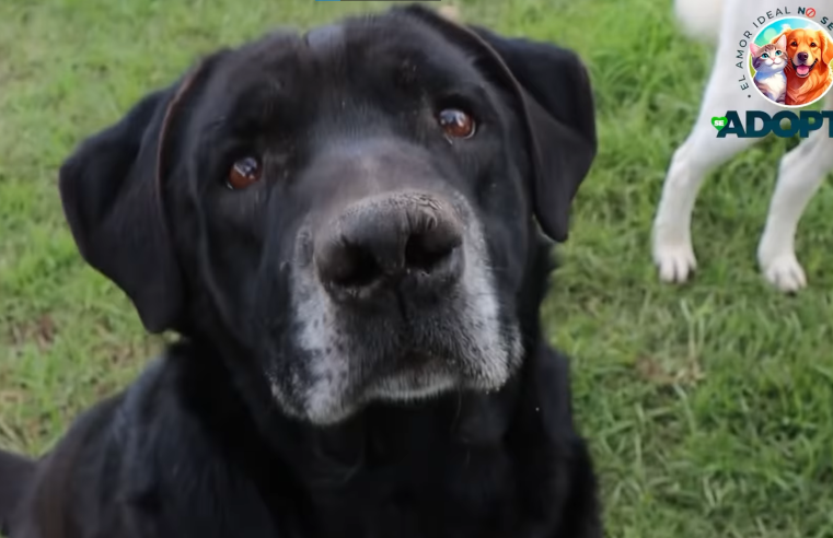 |Adopta|, no compres: una invitación a transformar vidas en |Cajicá| + Video