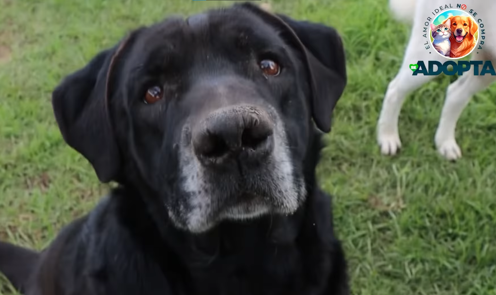 |Adopta|, no compres: una invitación a transformar vidas en |Cajicá| + Video