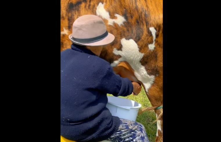 |Nemocón| celebra el |Día Mundial de la Leche| y reconoce a sus productores locales + Video