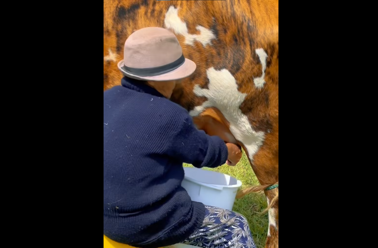 |Nemocón| celebra el |Día Mundial de la Leche| y reconoce a sus productores locales + Video