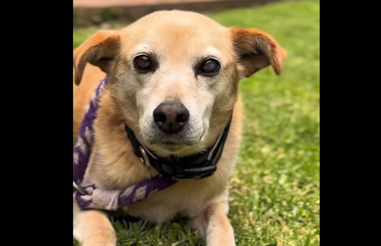 Yogui Busca un Hogar: Una Oportunidad para |Adoptar| con Amor y |Responsabilidad| + Video