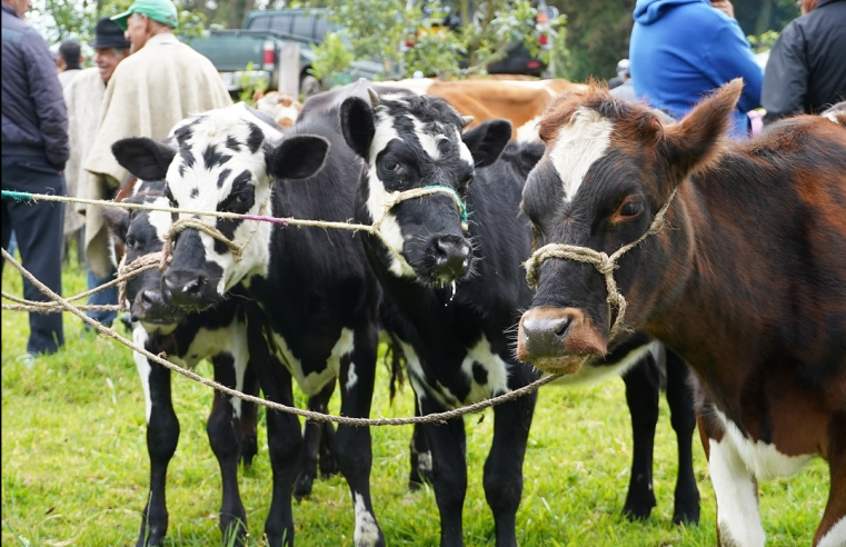 |Segundo Mercado Ganadero| de 2025 impulsa el desarrollo rural en |Cogua|