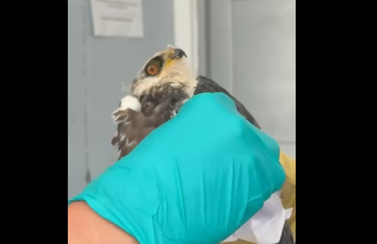 Nueve |animales silvestres| fueron rescatados tras ser hallados fuera de su hábitat +  Video