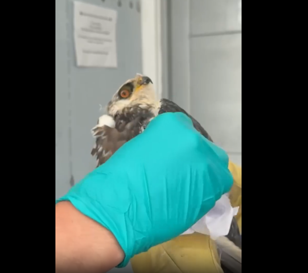 Nueve |animales silvestres| fueron rescatados tras ser hallados fuera de su hábitat + Video