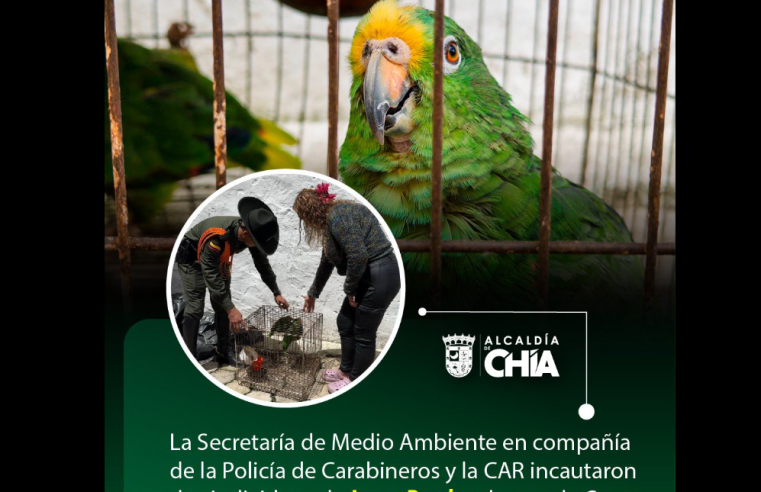 Autoridades incautaron dos loros reales en el |Día Internacional| contra el |Tráfico de Fauna Silvestre|