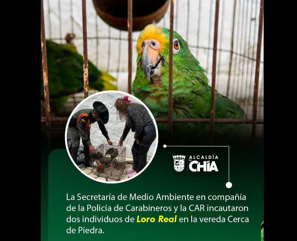 Autoridades incautaron dos loros reales en el |Día Internacional| contra el |Tráfico de Fauna Silvestre|