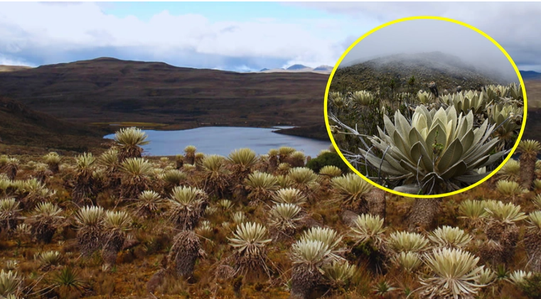 |Páramo de Sumapaz|: el gigante hídrico de |Colombia| que permanece cerrado al público