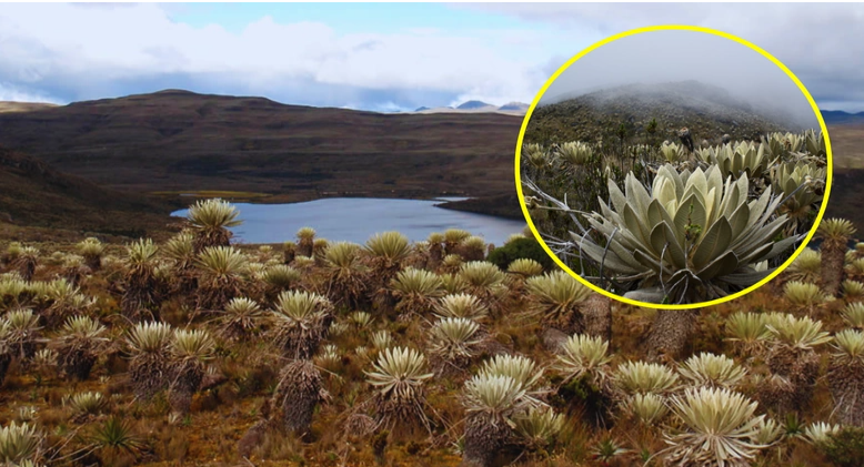 |Páramo de Sumapaz|: el gigante hídrico de |Colombia| que permanece cerrado al público