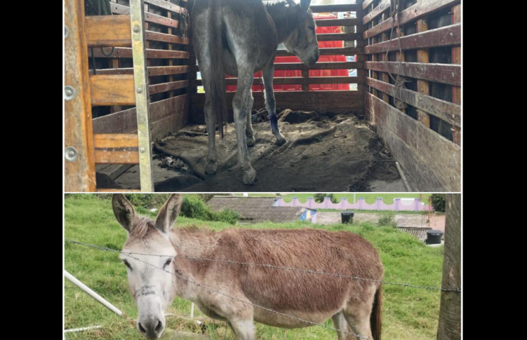 Autoridades de |Nemocón| buscan a los dueños de asna rescatada en la |vereda Mogua|