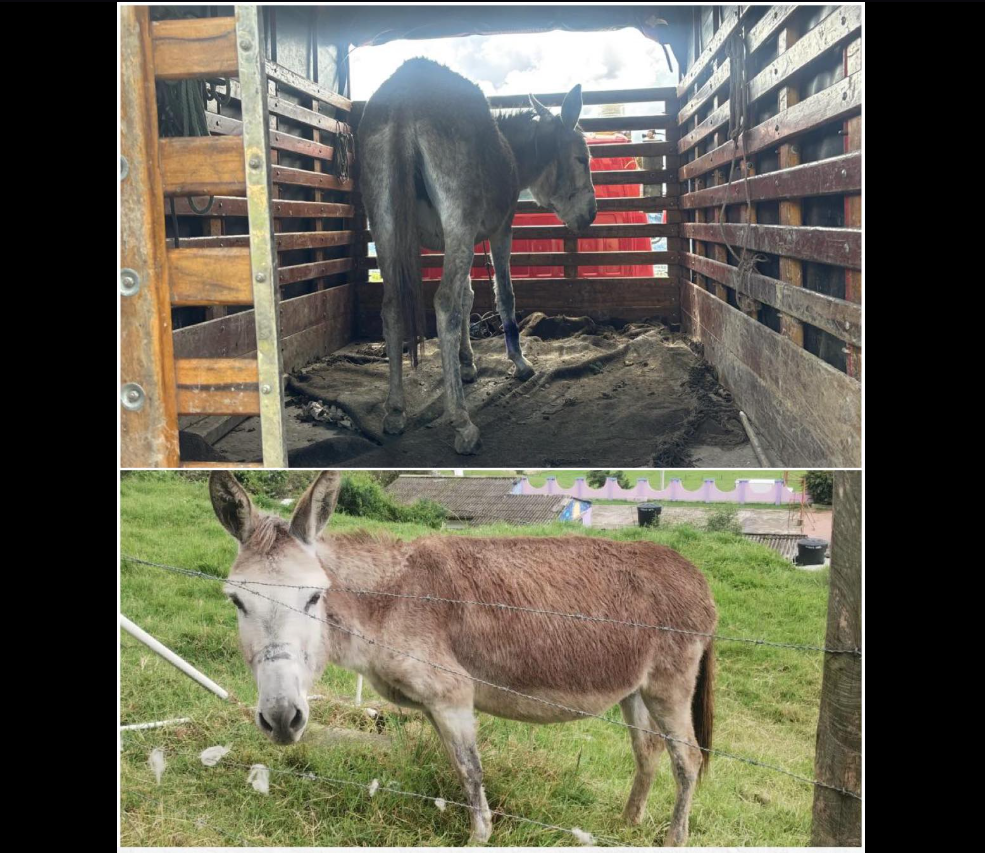 Autoridades de |Nemocón| buscan a los dueños de asna rescatada en la |vereda Mogua|
