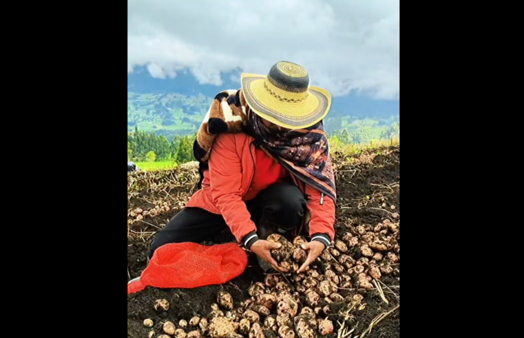|Zipaquirá| promueve el consumo local con jornada de venta de |papa campesina| + Video