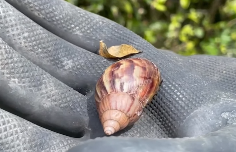 |Entregan kits| para el control del |caracol gigante africano| en la región + Video