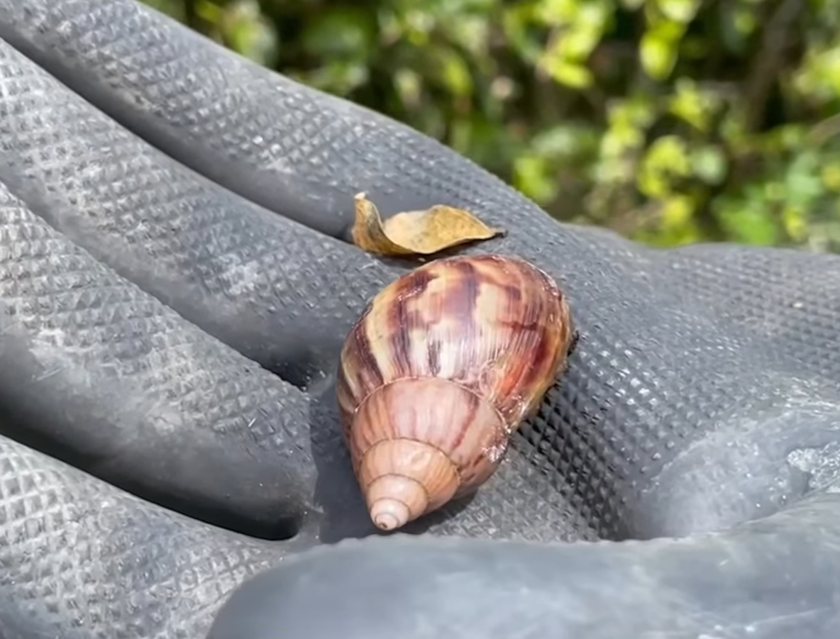|Entregan kits| para el control del |caracol gigante africano| en la región + Video