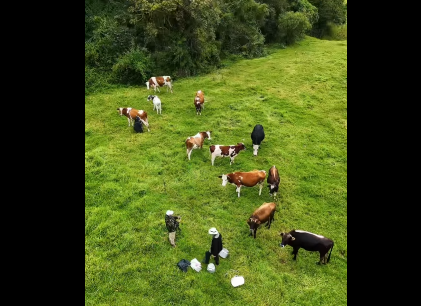 Productores lecheros de |Cundinamarca| se benefician con |vías mejoradas| + Video