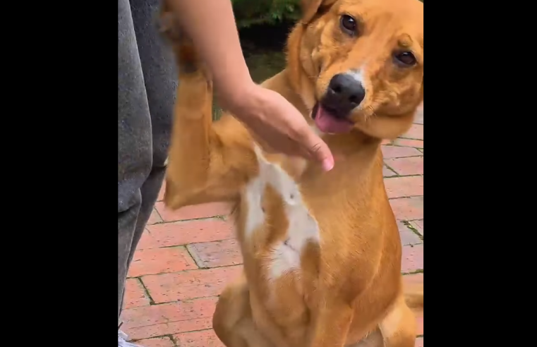 Honie busca un hogar en |Cajicá| lleno de |amor| y aventuras + Video